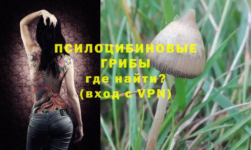 магазин  наркотиков  Гдов  Галлюциногенные грибы MAGIC MUSHROOMS 